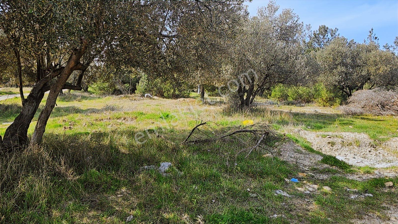 Çanakkale,ezine,dalyan Köyünde Satılık Arsa - Görsel 11