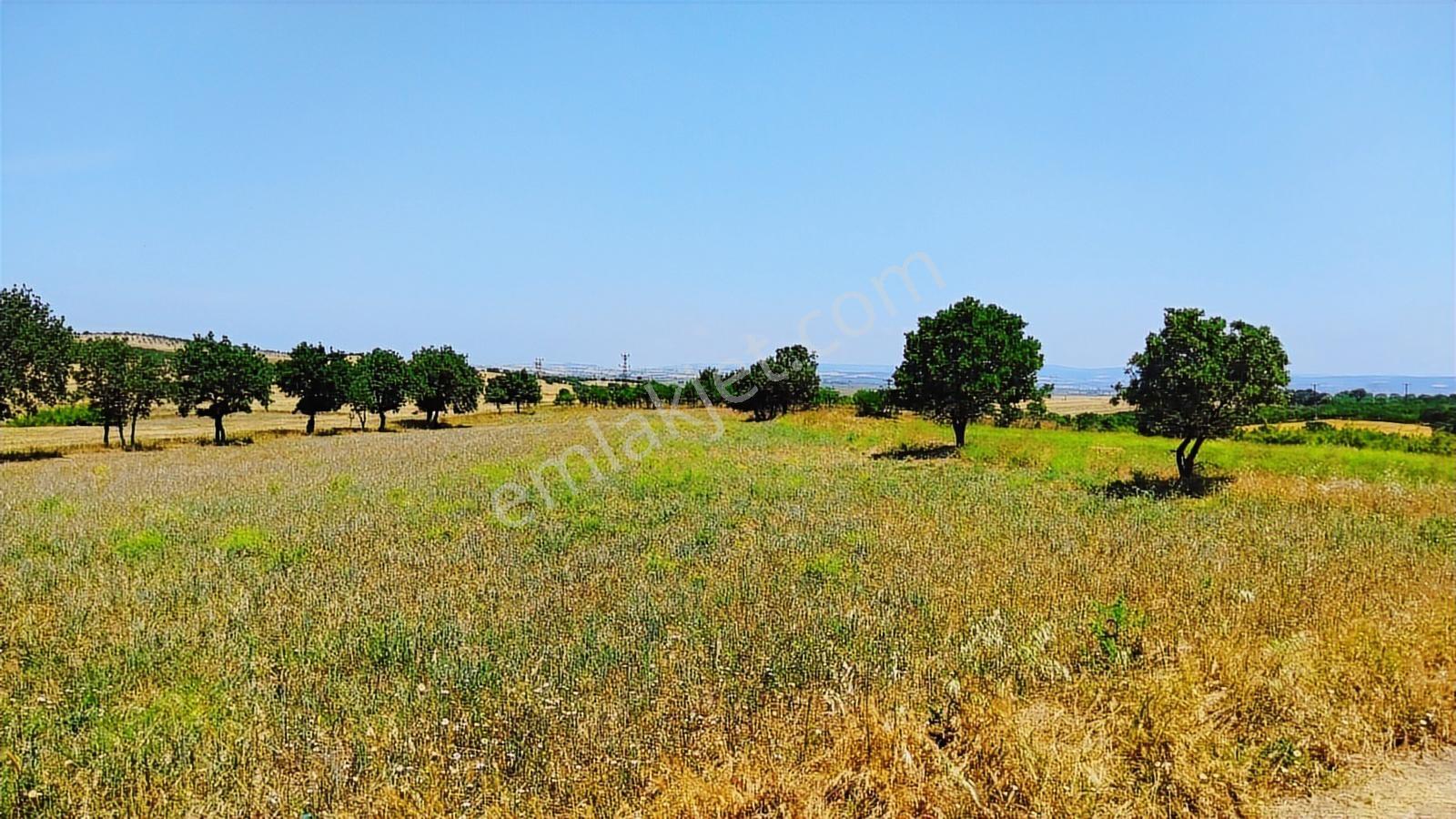Çanakkale Ezine Üvecik Köyü Satılık Tarla - Görsel 12