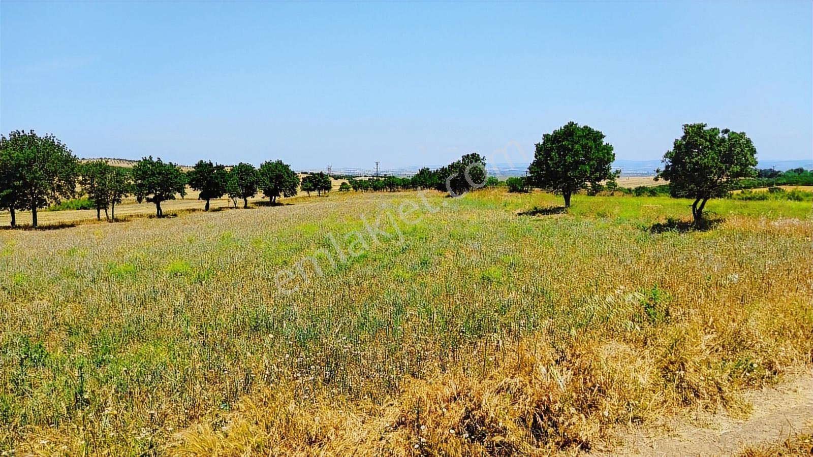 Çanakkale Ezine Üvecik Köyü Satılık Tarla - Görsel 33