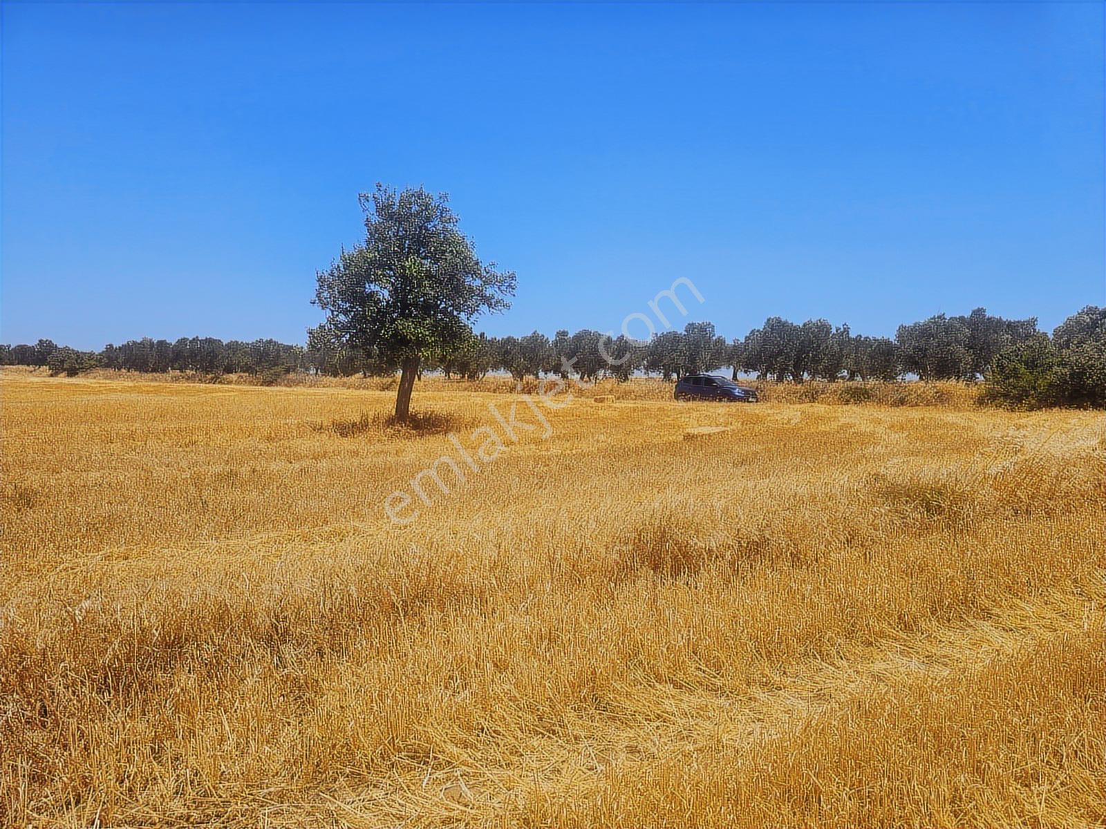 Çanakkale,ezine,üvecik Köyünde Satılık Tarla - Görsel 12