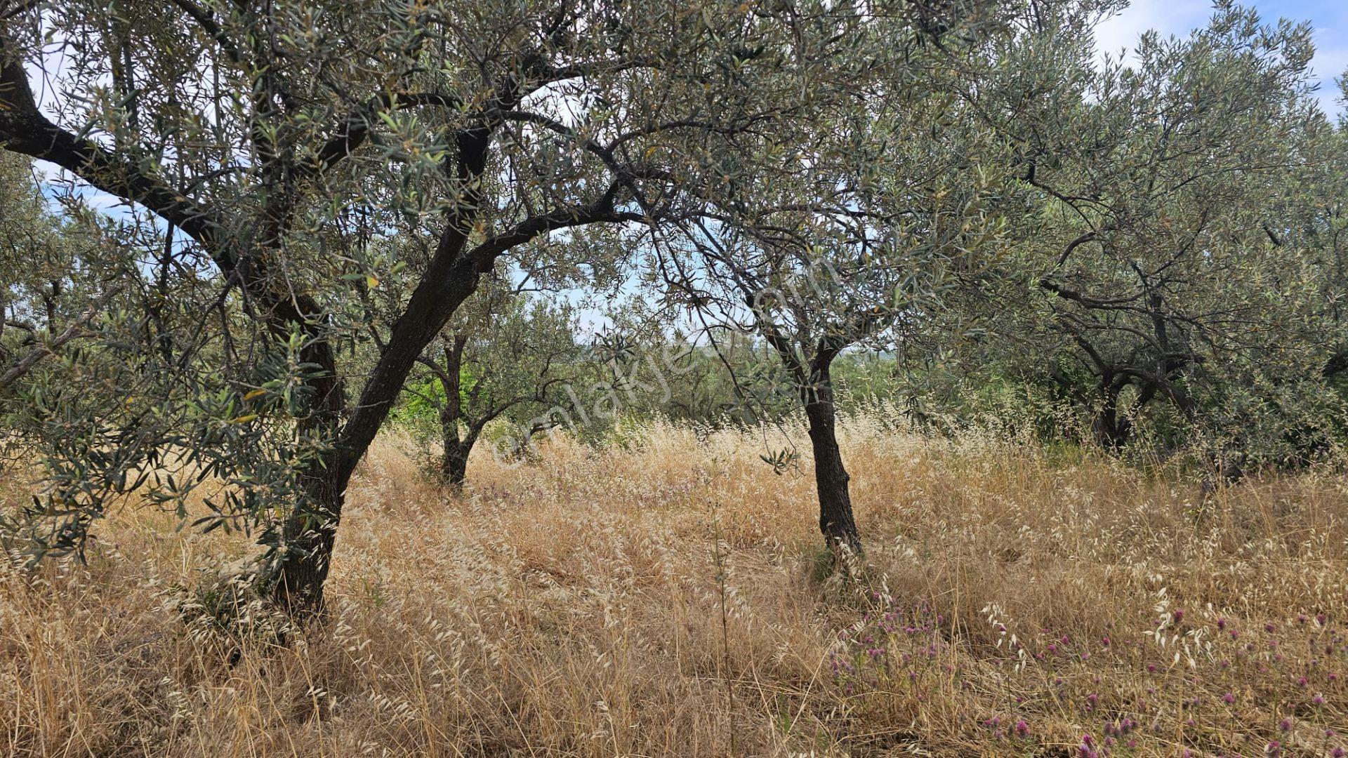Çanakkale,ezine,gökçebayır Köyünde Satılık Zeytinlik - Görsel 13