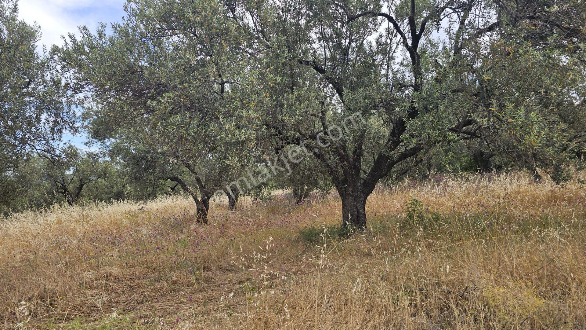 Çanakkale,ezine,gökçebayır Köyünde Satılık Zeytinlik - Görsel 11