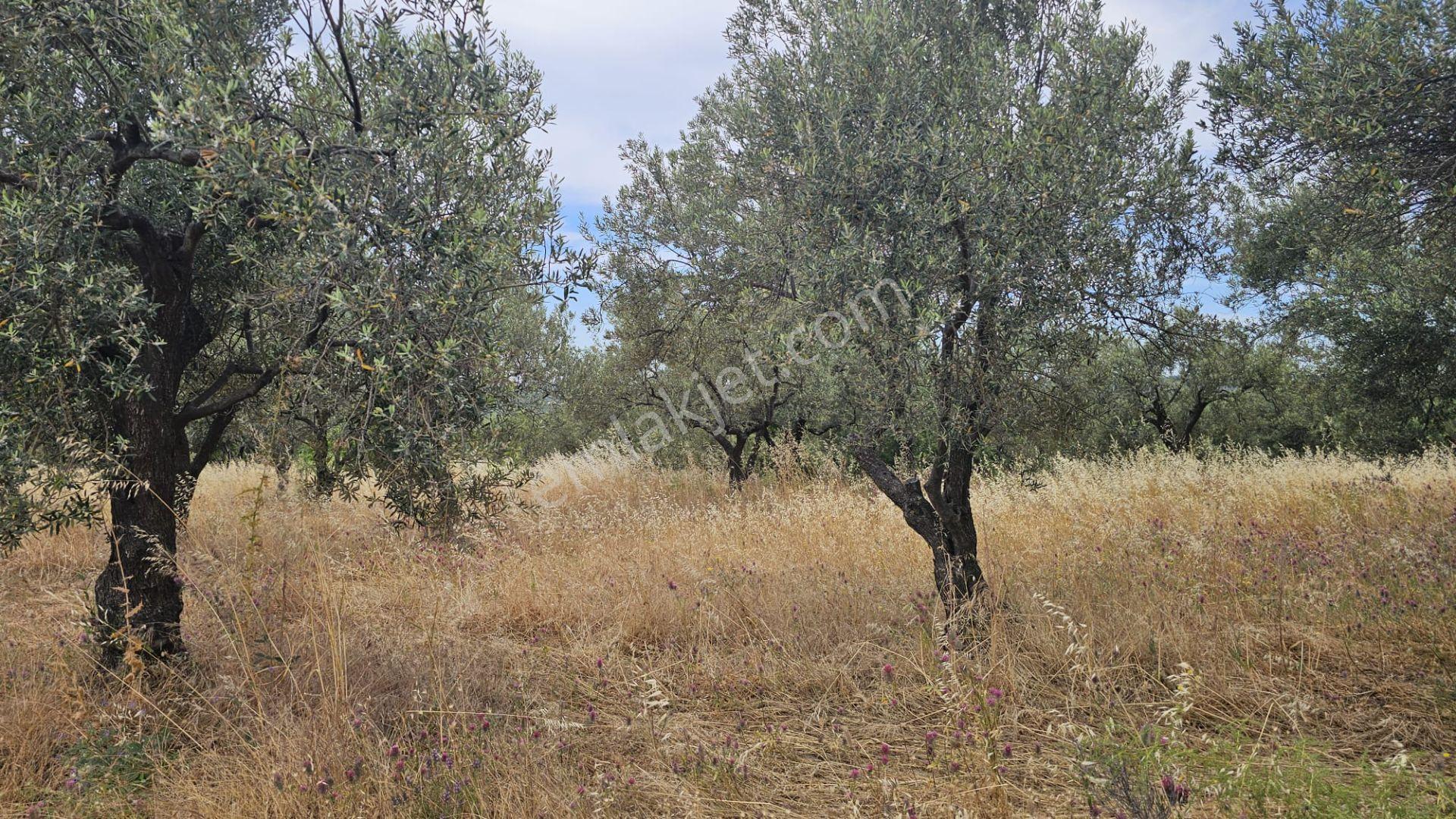 Çanakkale,ezine,gökçebayır Köyünde Satılık Zeytinlik - Görsel 10