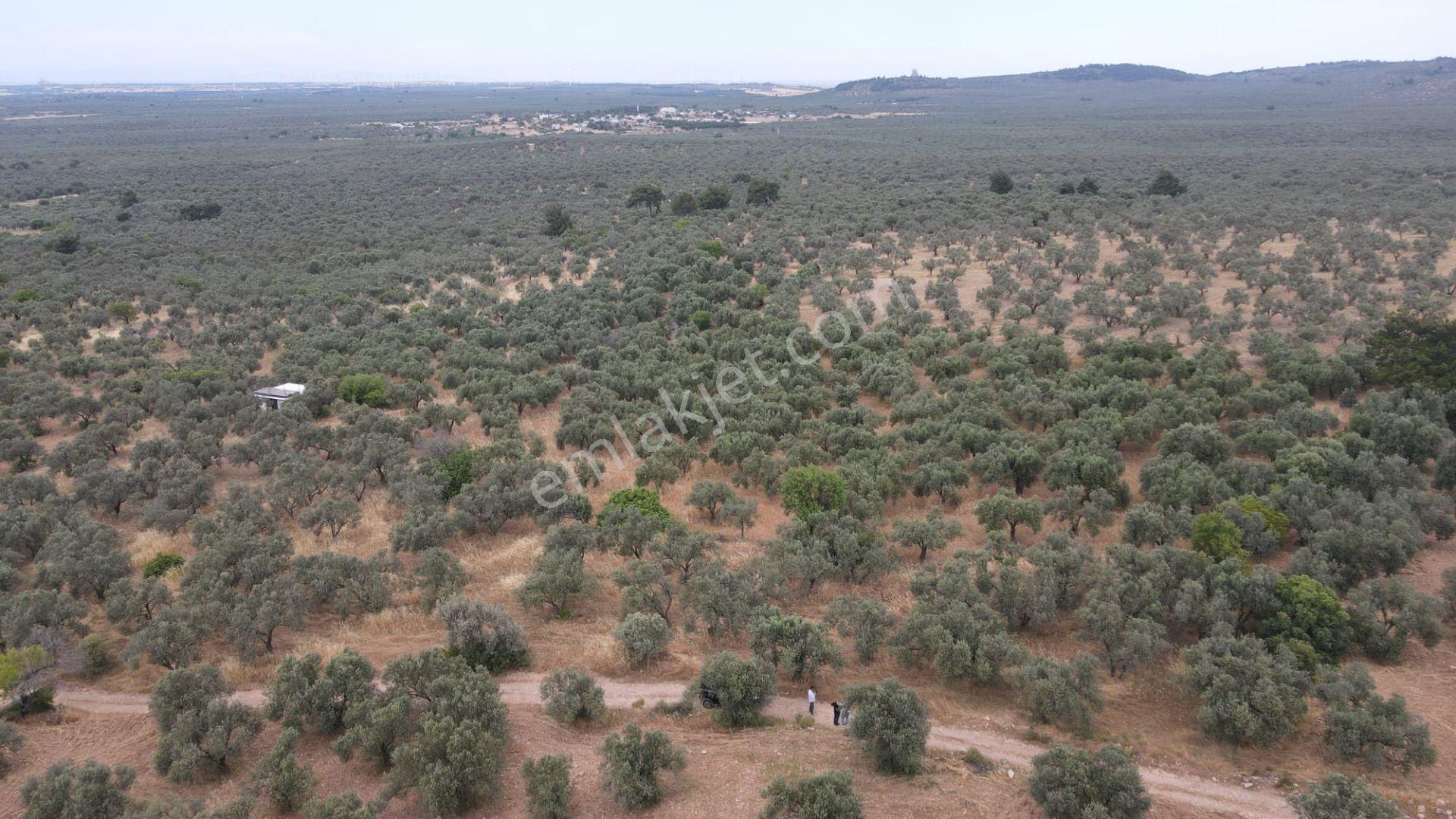 Çanakkale,ezine,gökçebayır Köyünde Satılık Zeytinlik - Görsel 4
