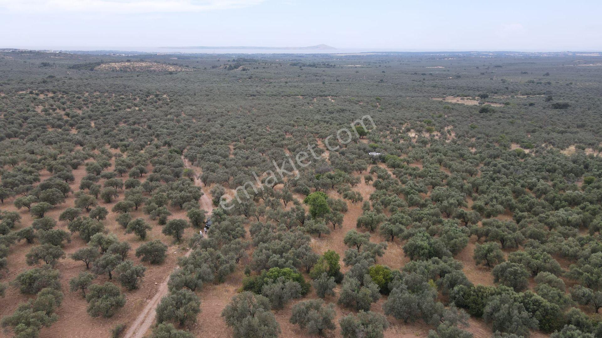Çanakkale,ezine,gökçebayır Köyünde Satılık Zeytinlik