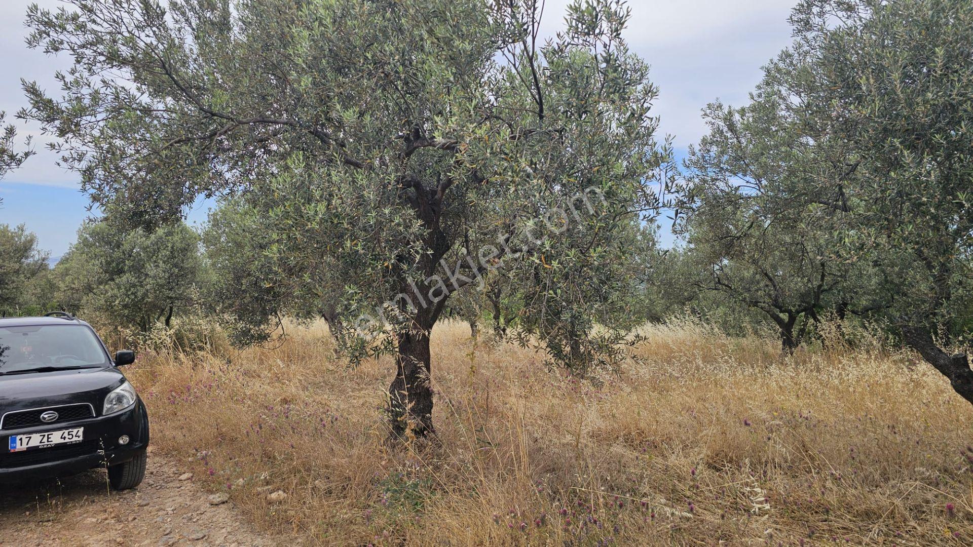 Çanakkale,ezine,gökçebayır Köyünde Satılık Zeytinlik - Görsel 9