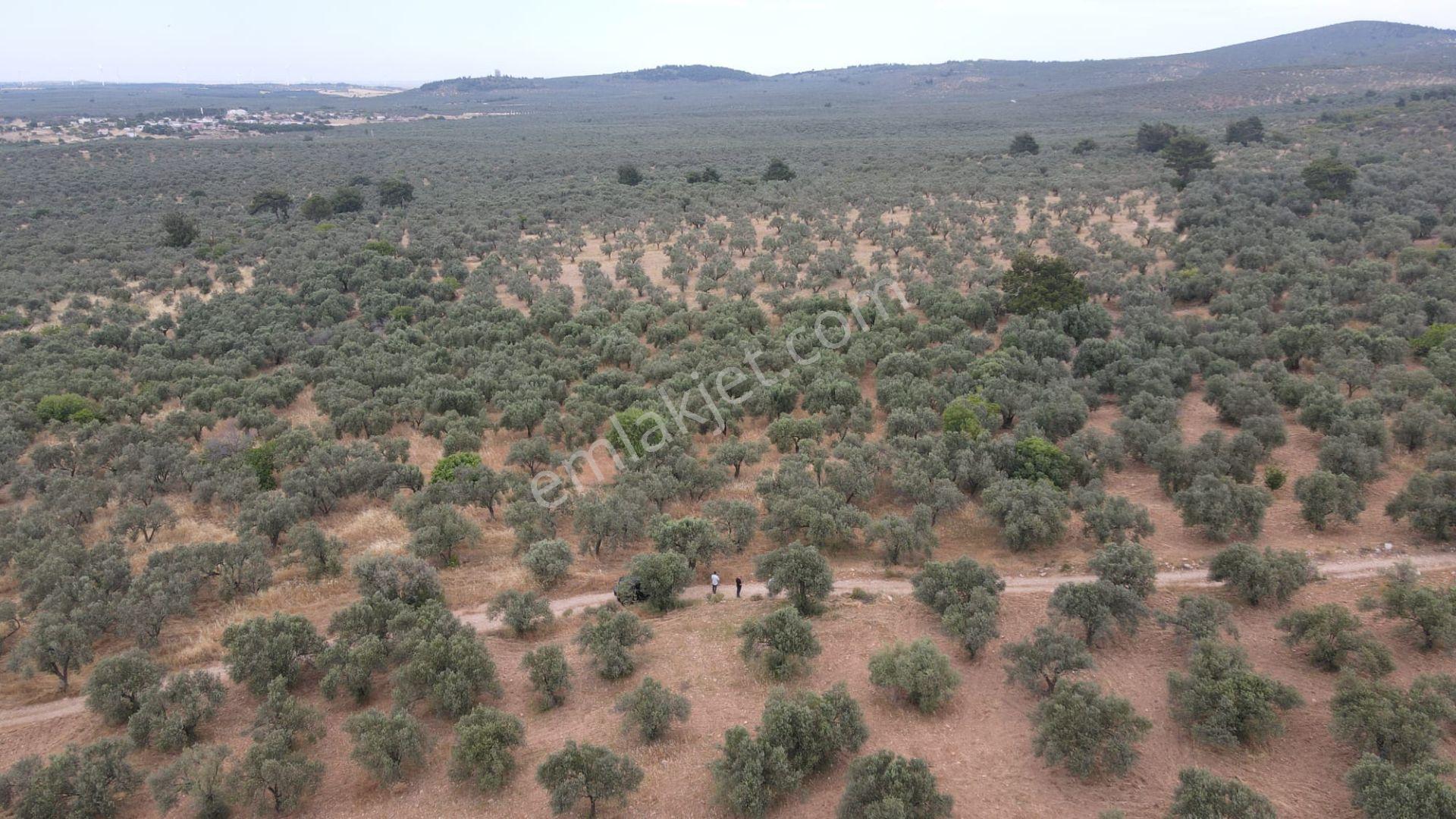 Çanakkale,ezine,gökçebayır Köyünde Satılık Zeytinlik - Görsel 7
