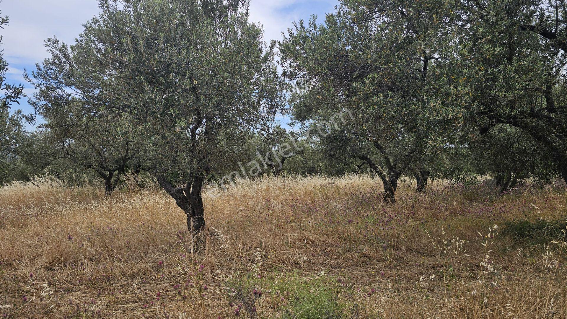 Çanakkale,ezine,gökçebayır Köyünde Satılık Zeytinlik - Görsel 12