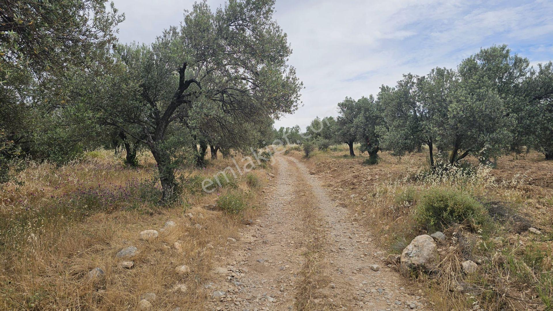 Çanakkale,ezine,gökçebayır Köyünde Satılık Zeytinlik - Görsel 6
