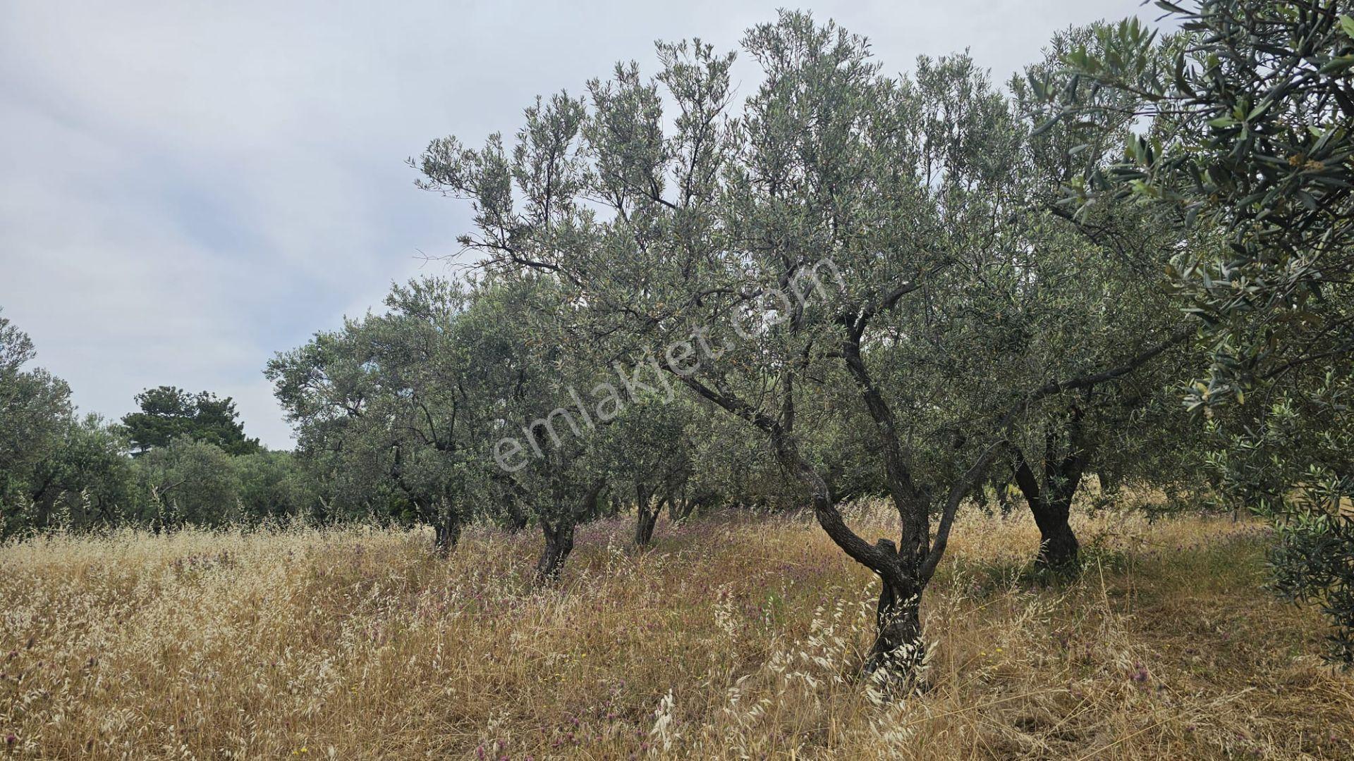 Çanakkale,ezine,gökçebayır Köyünde Satılık Zeytinlik - Görsel 17