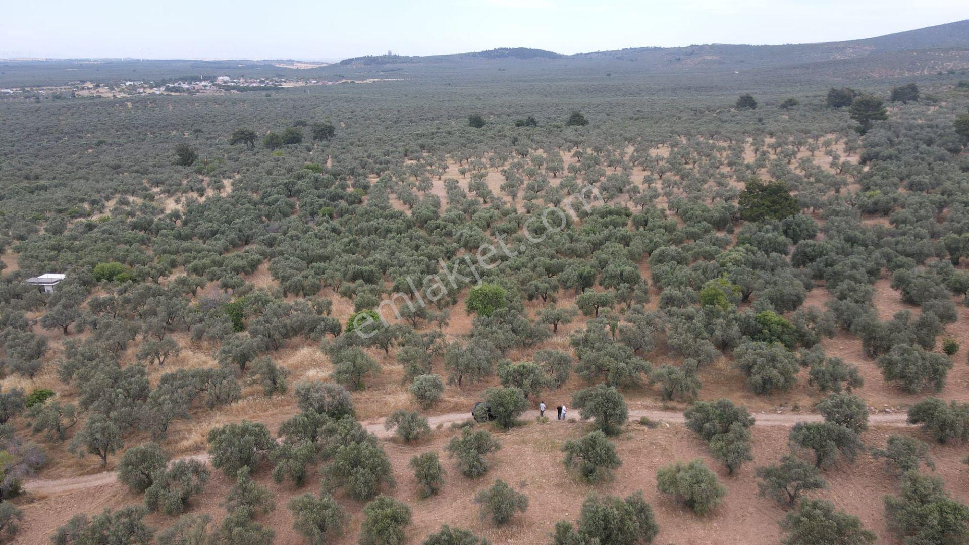 Çanakkale,ezine,gökçebayır Köyünde Satılık Zeytinlik - Görsel 5