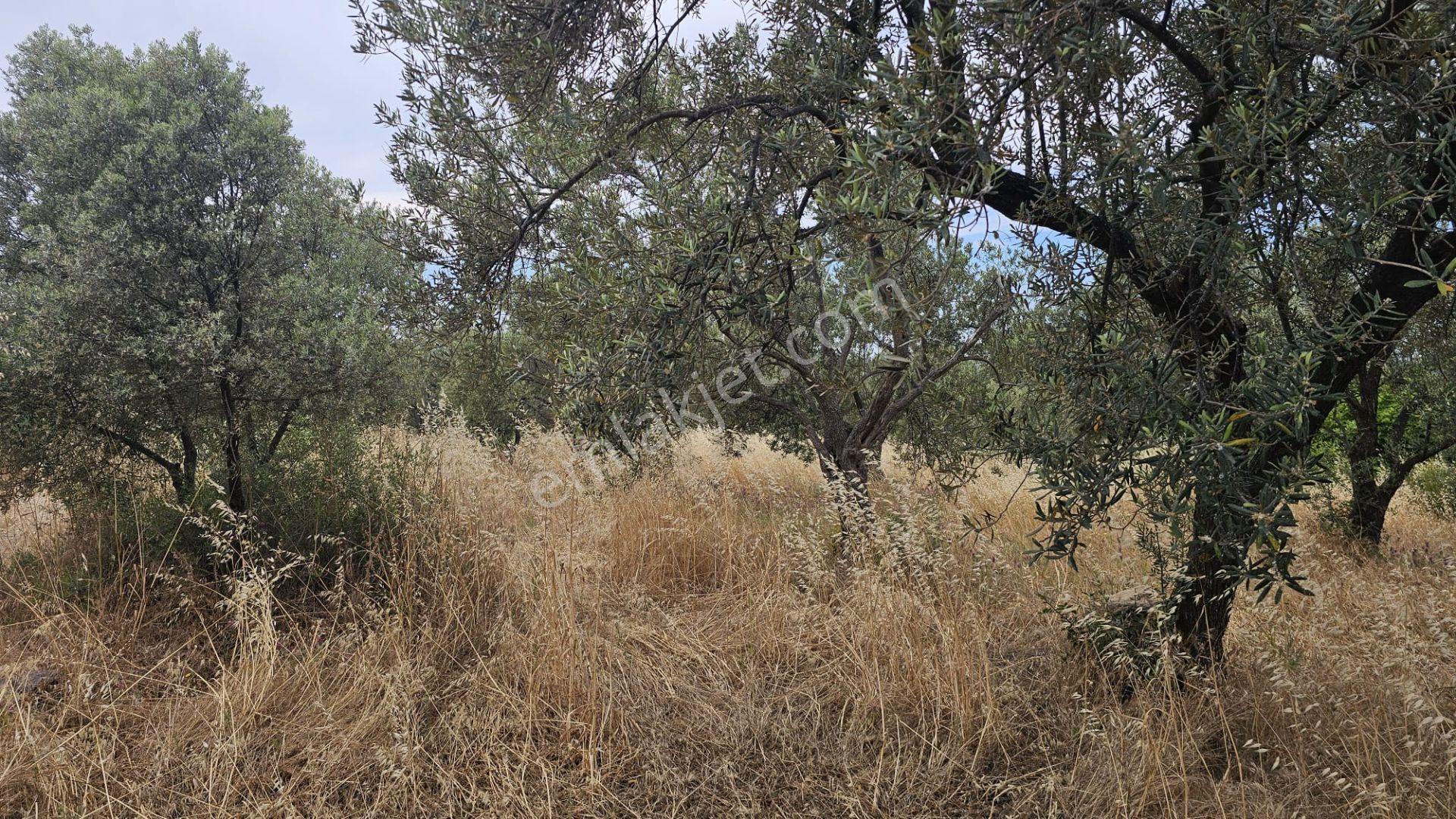 Çanakkale,ezine,gökçebayır Köyünde Satılık Zeytinlik - Görsel 16