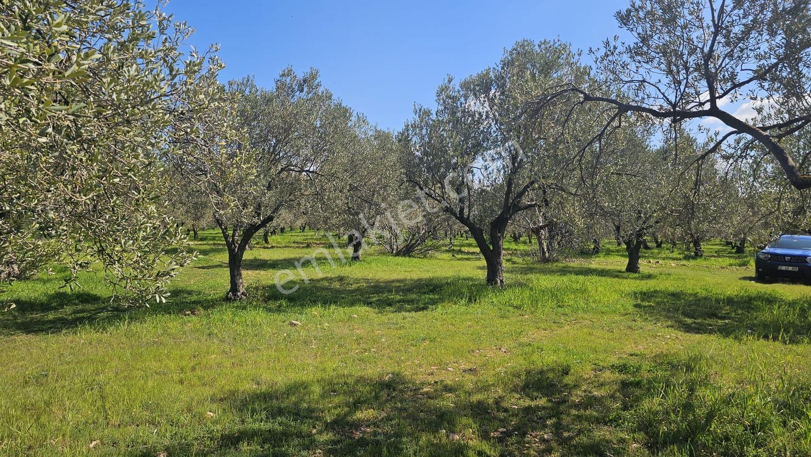 Çanakkale,ezine,mecidiye Köyünde Satılık Zeytinlik - Görsel 34