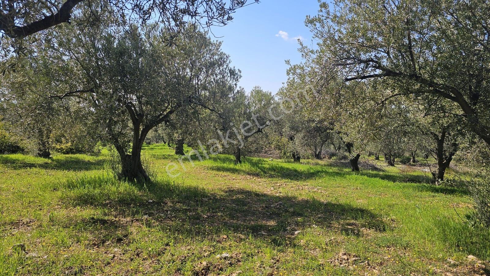 Çanakkale,ezine,mecidiye Köyünde Satılık Zeytinlik - Görsel 25