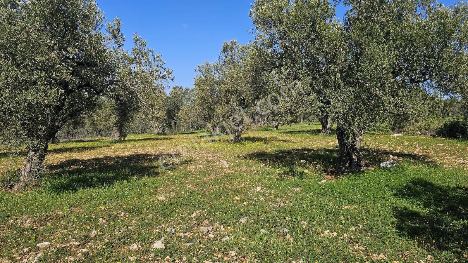 Çanakkale,ezine,mecidiye Köyünde Satılık Zeytinlik - Görsel 26