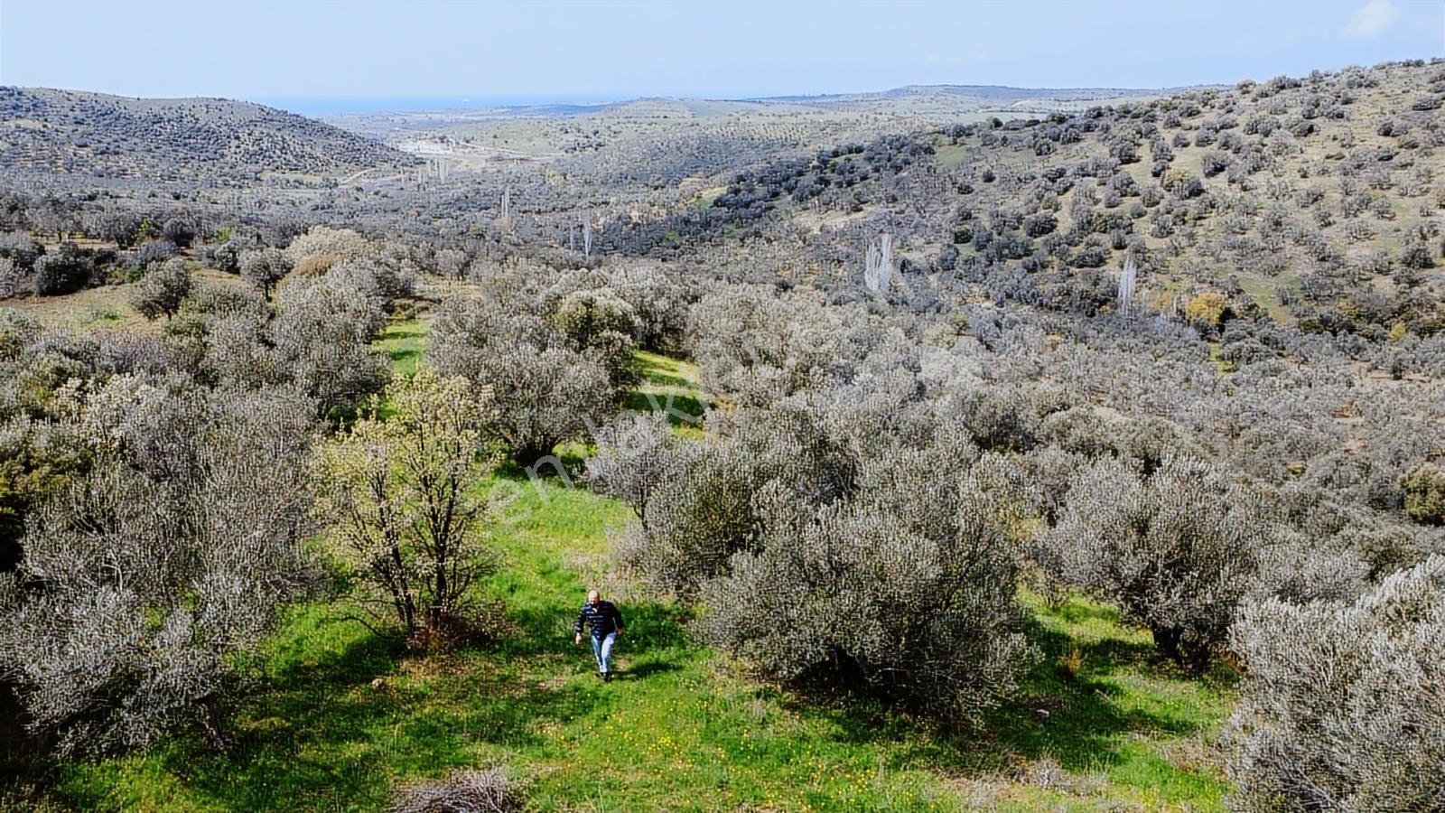 Deniz Manzaralı Zeytinlik Yolu Olan Satılık Fırsat Zeytinlik - Görsel 34