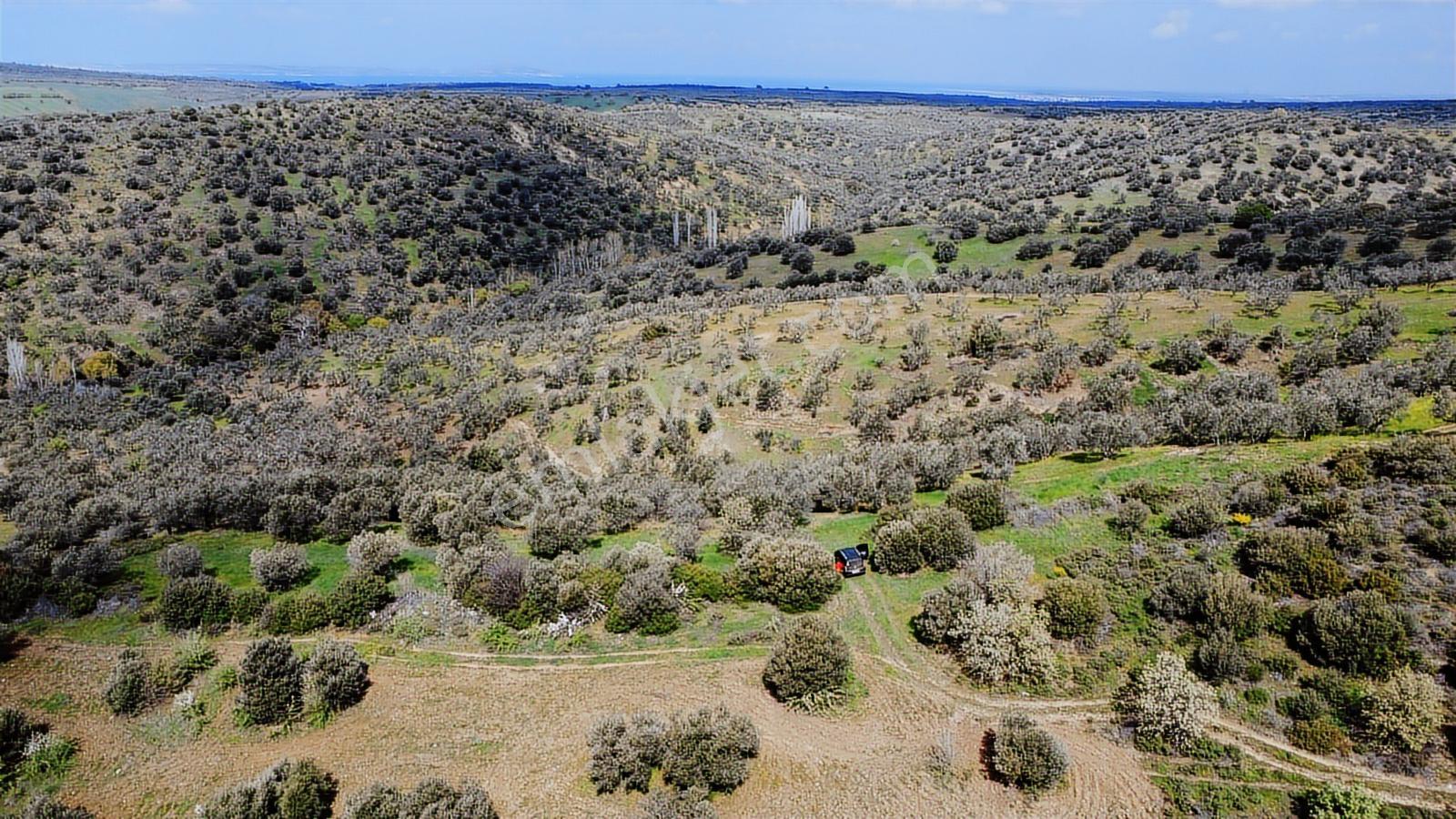 Deniz Manzaralı Zeytinlik Yolu Olan Satılık Fırsat Zeytinlik - Görsel 29