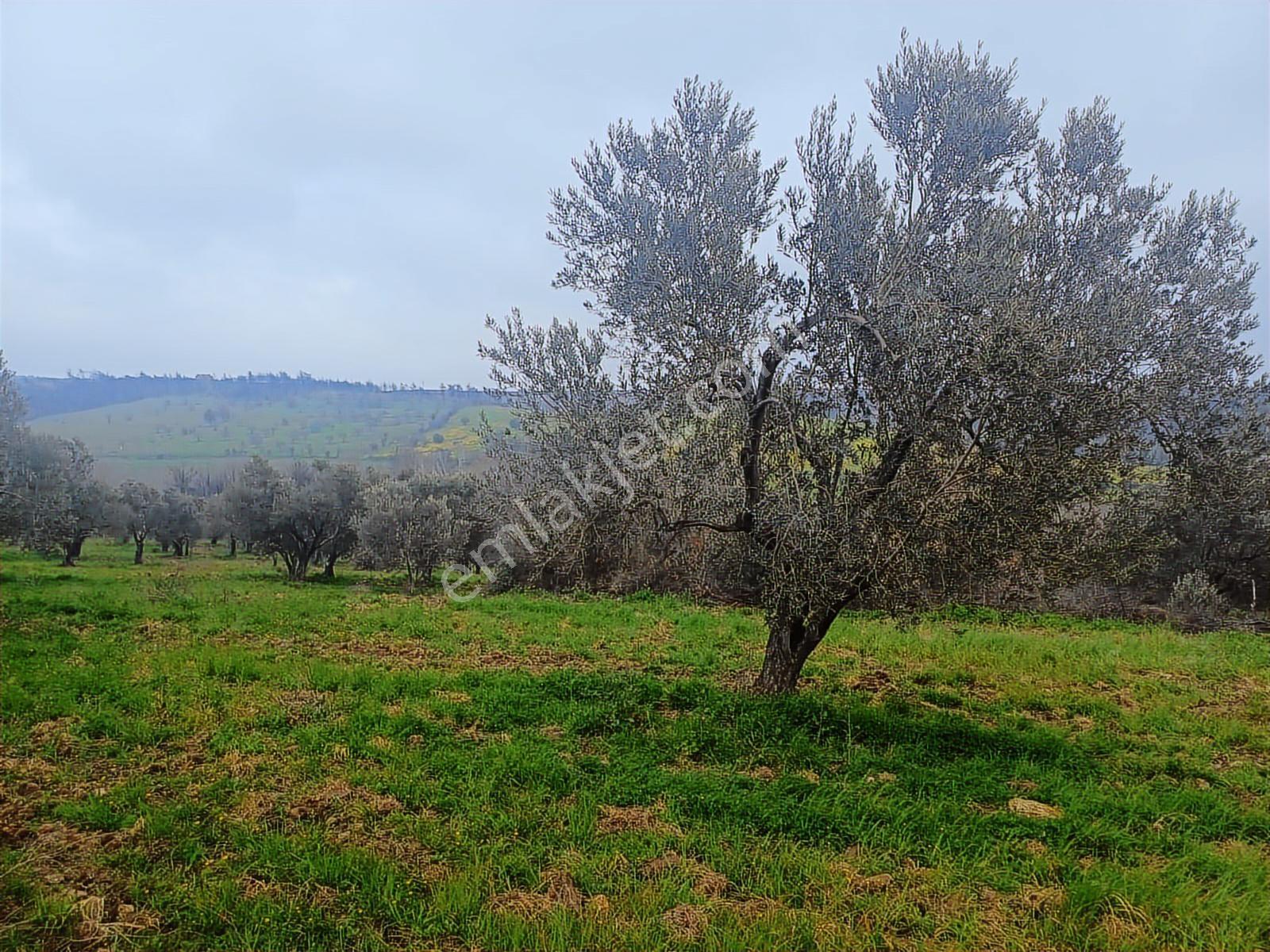 Yola Cepheli Satılık Zeytinlik - Görsel 2