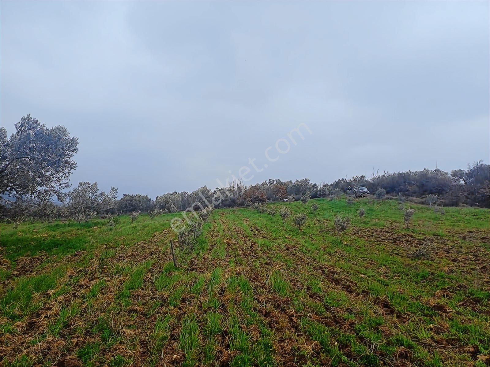 Yola Cepheli Satılık Zeytinlik - Görsel 19