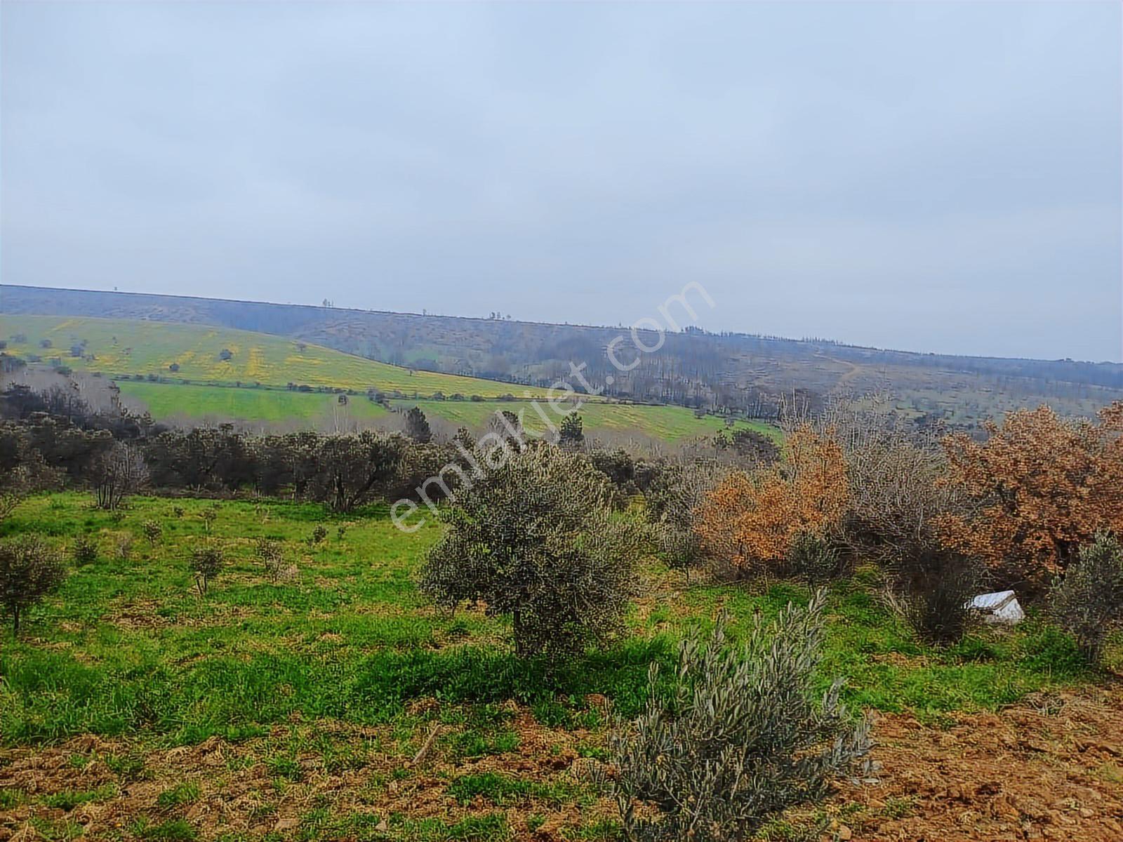 Yola Cepheli Satılık Zeytinlik - Görsel 26