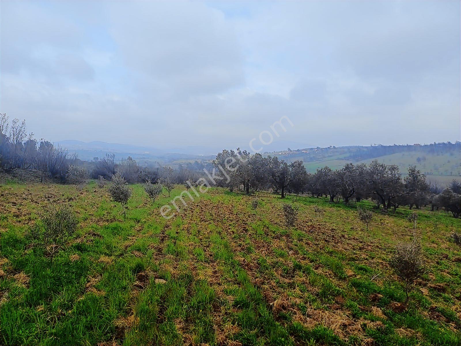 Yola Cepheli Satılık Zeytinlik - Görsel 20