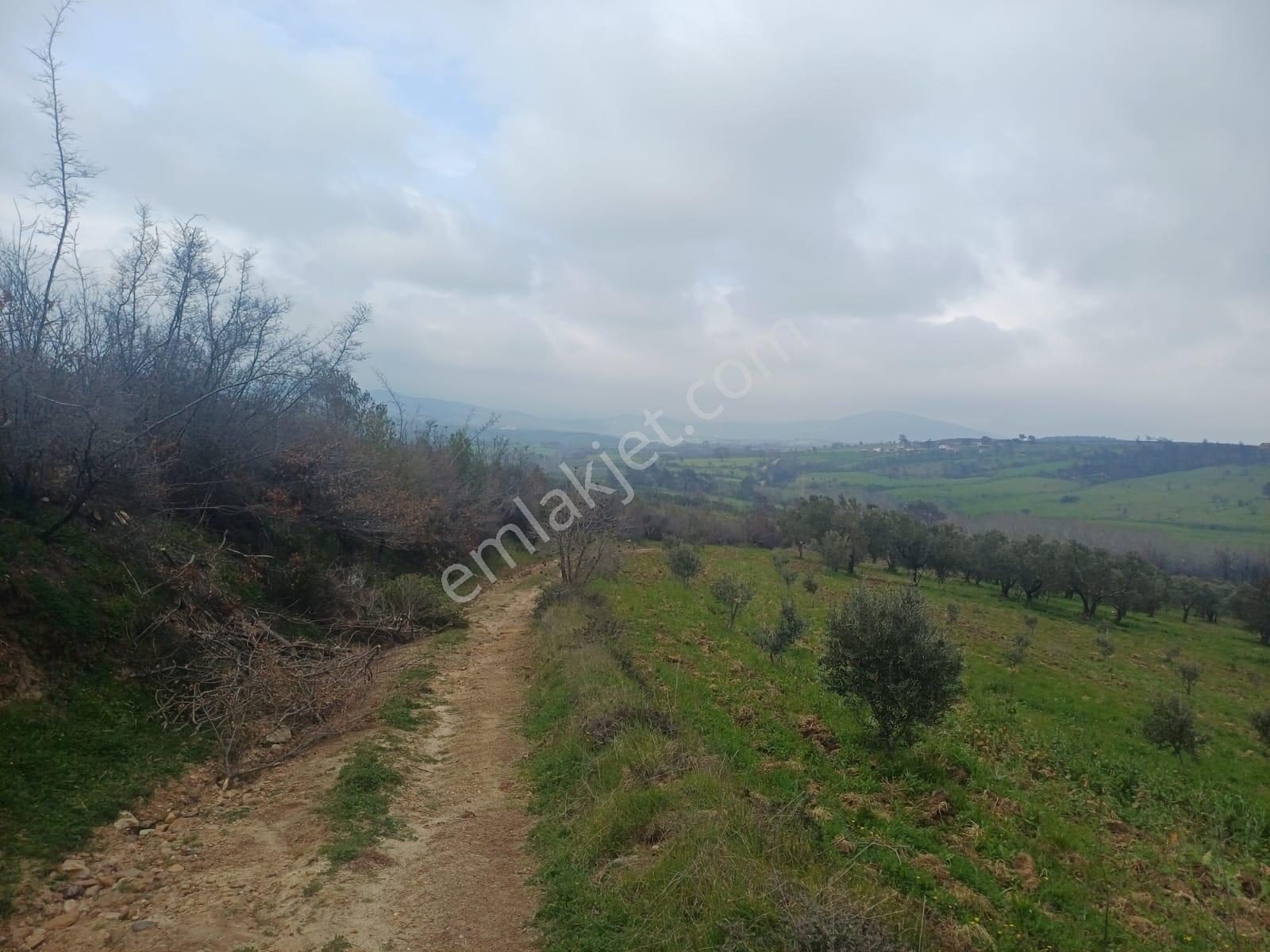 Yola Cepheli Satılık Zeytinlik - Görsel 4