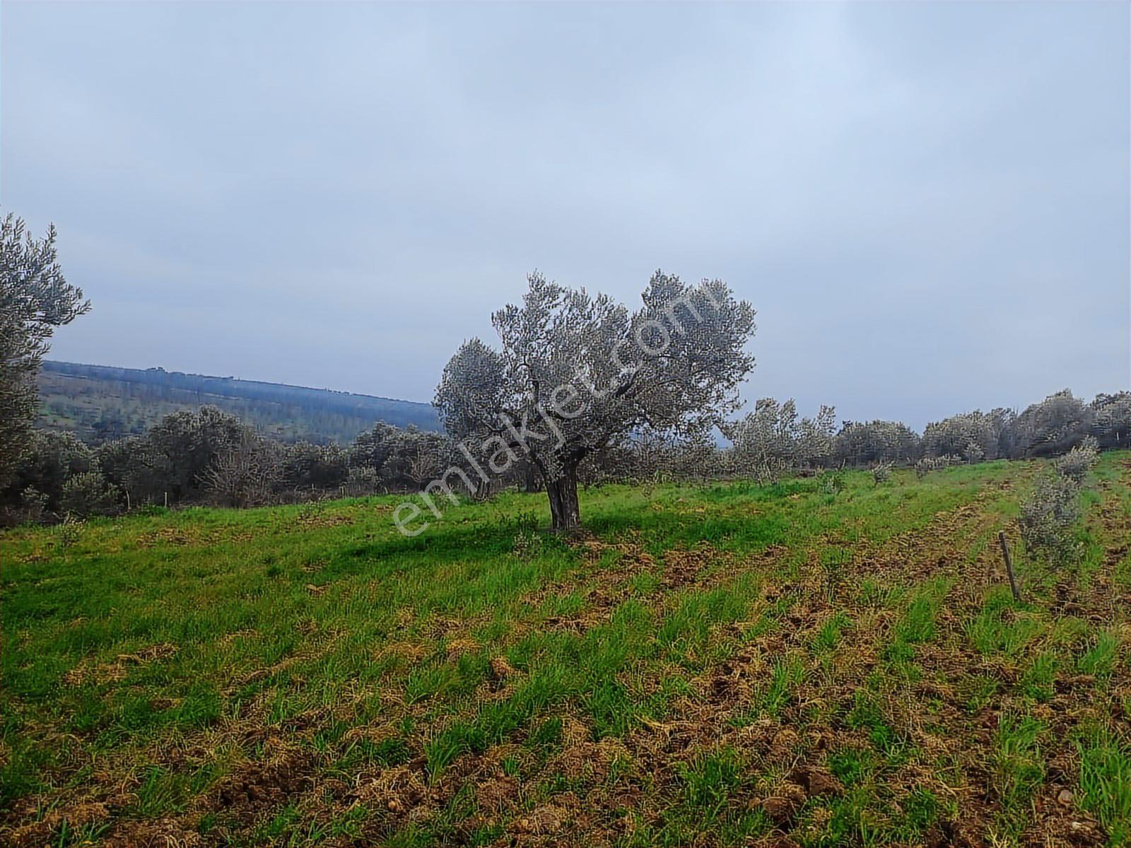 Yola Cepheli Satılık Zeytinlik - Görsel 22