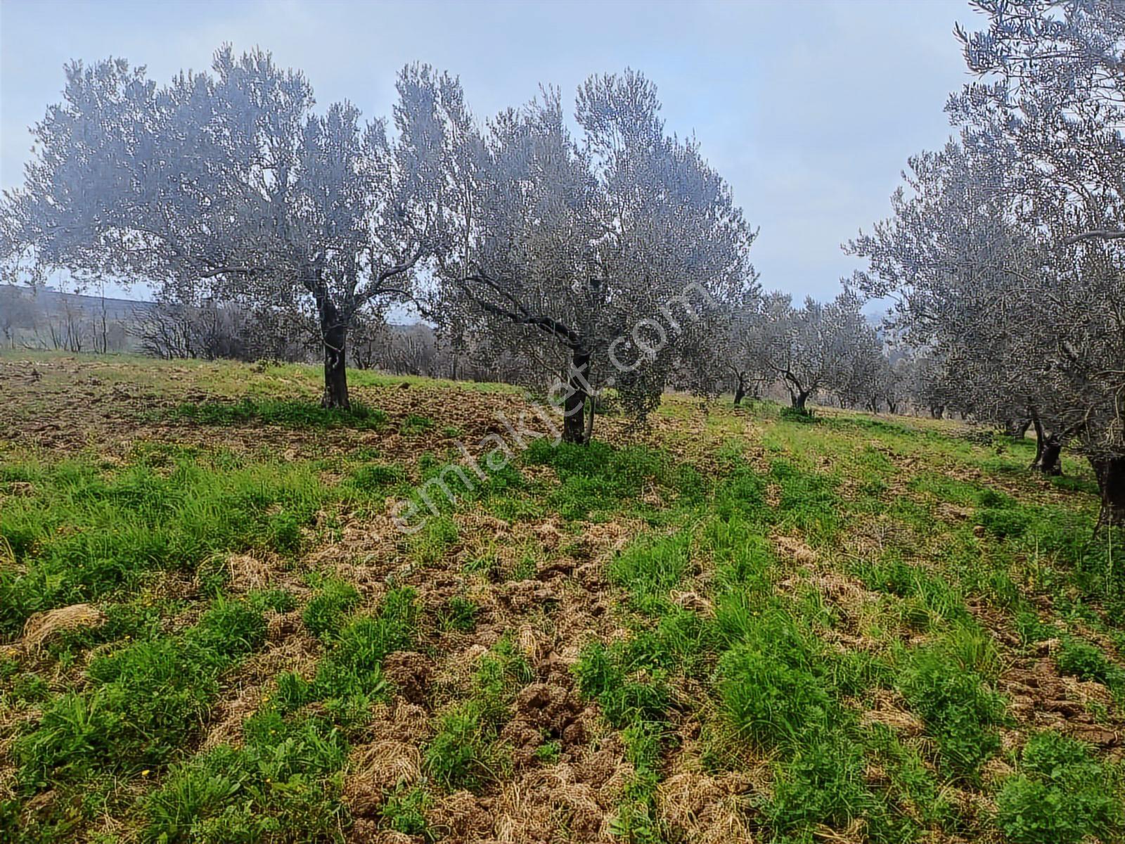 Yola Cepheli Satılık Zeytinlik - Görsel 3
