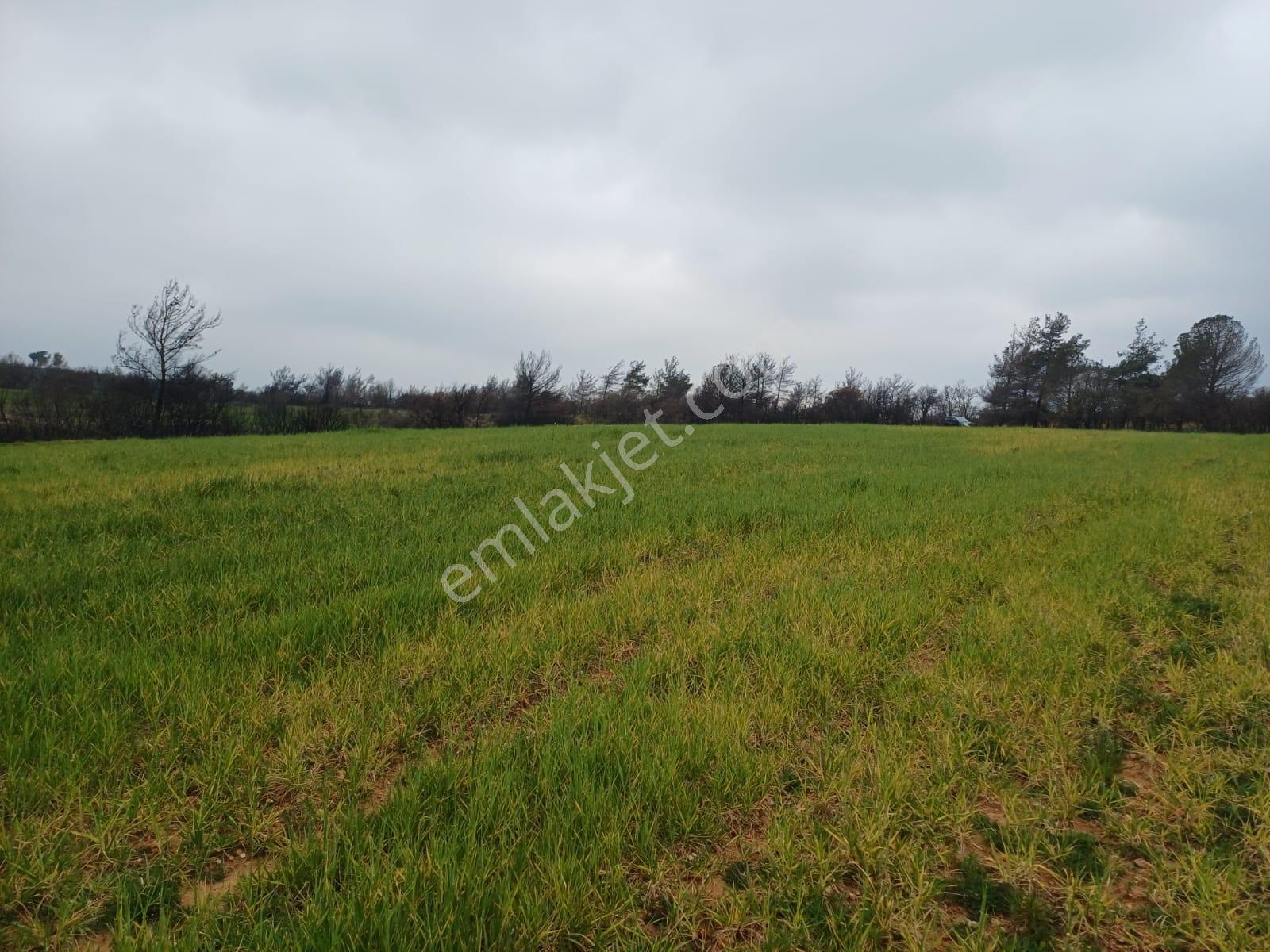 Bayramiç Saçaklı Köyünde 4200 M² Satılık Arazi - Görsel 32
