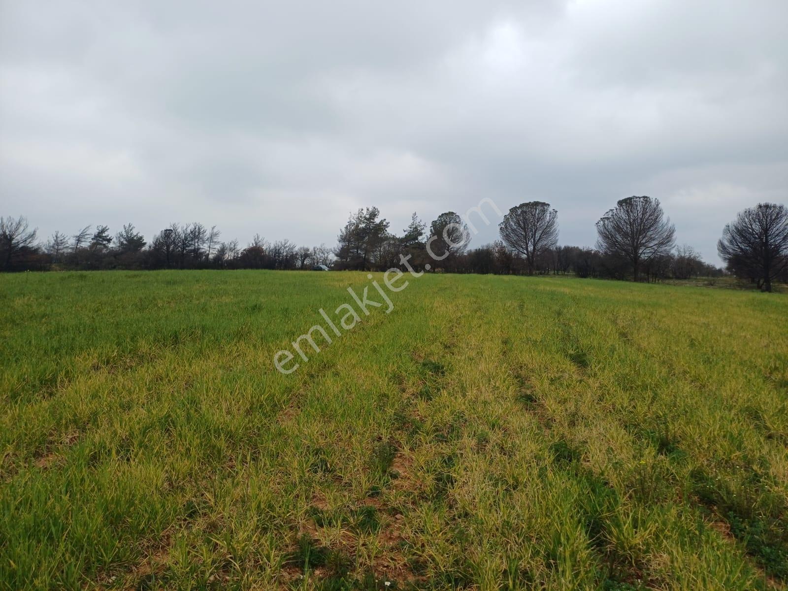 Bayramiç Saçaklı Köyünde 4200 M² Satılık Arazi - Görsel 13