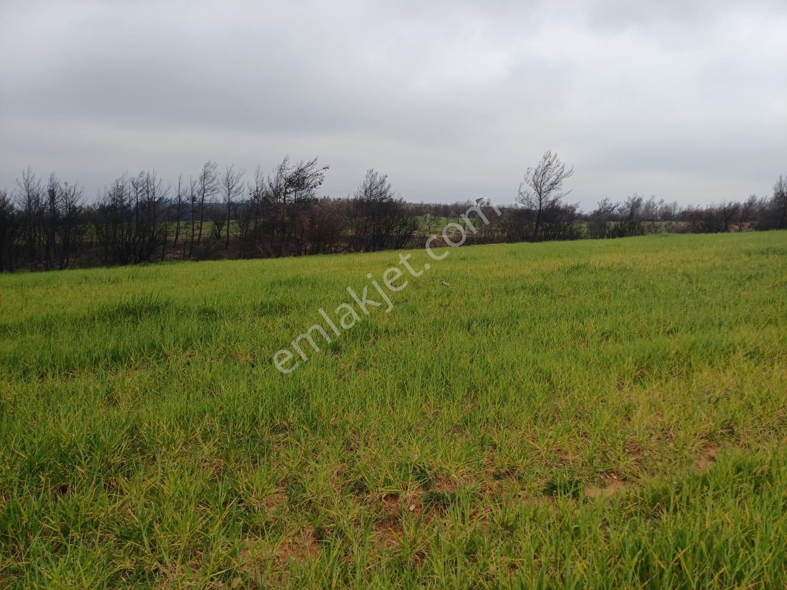 Bayramiç Saçaklı Köyünde 4200 M² Satılık Arazi - Görsel 6