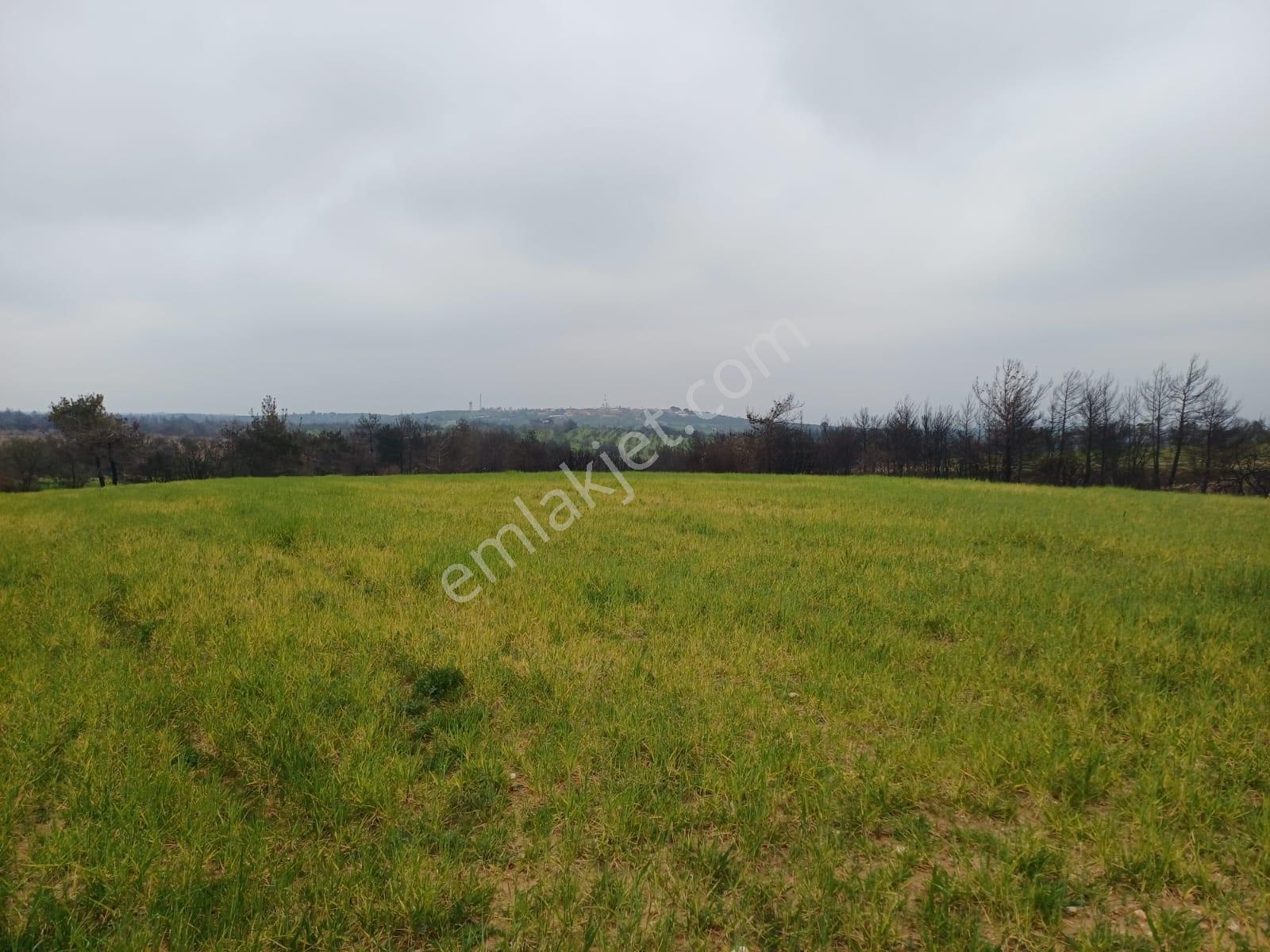 Bayramiç Saçaklı Köyünde 4200 M² Satılık Arazi - Görsel 33
