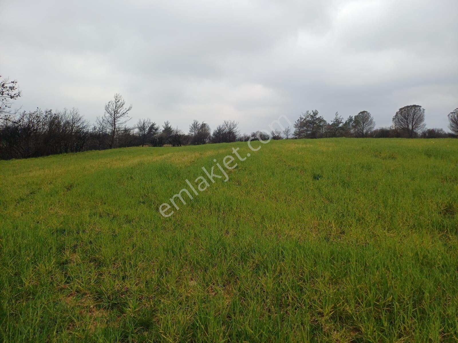 Bayramiç Saçaklı Köyünde 4200 M² Satılık Arazi - Görsel 25