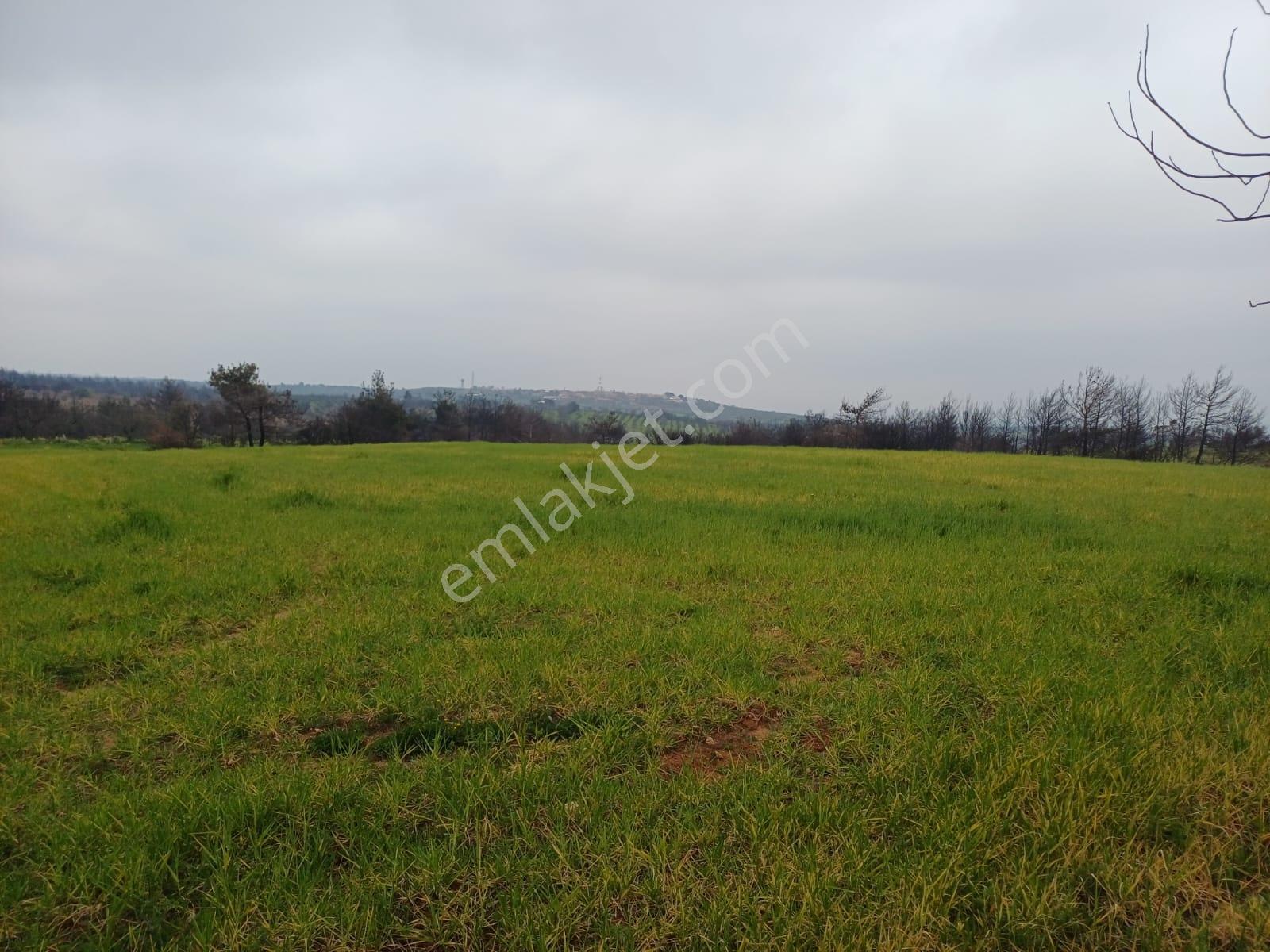 Bayramiç Saçaklı Köyünde 4200 M² Satılık Arazi - Görsel 31