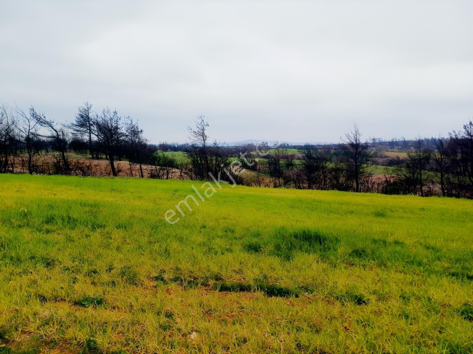 Bayramiç Saçaklı Köyünde 4200 M² Satılık Arazi - Görsel 26