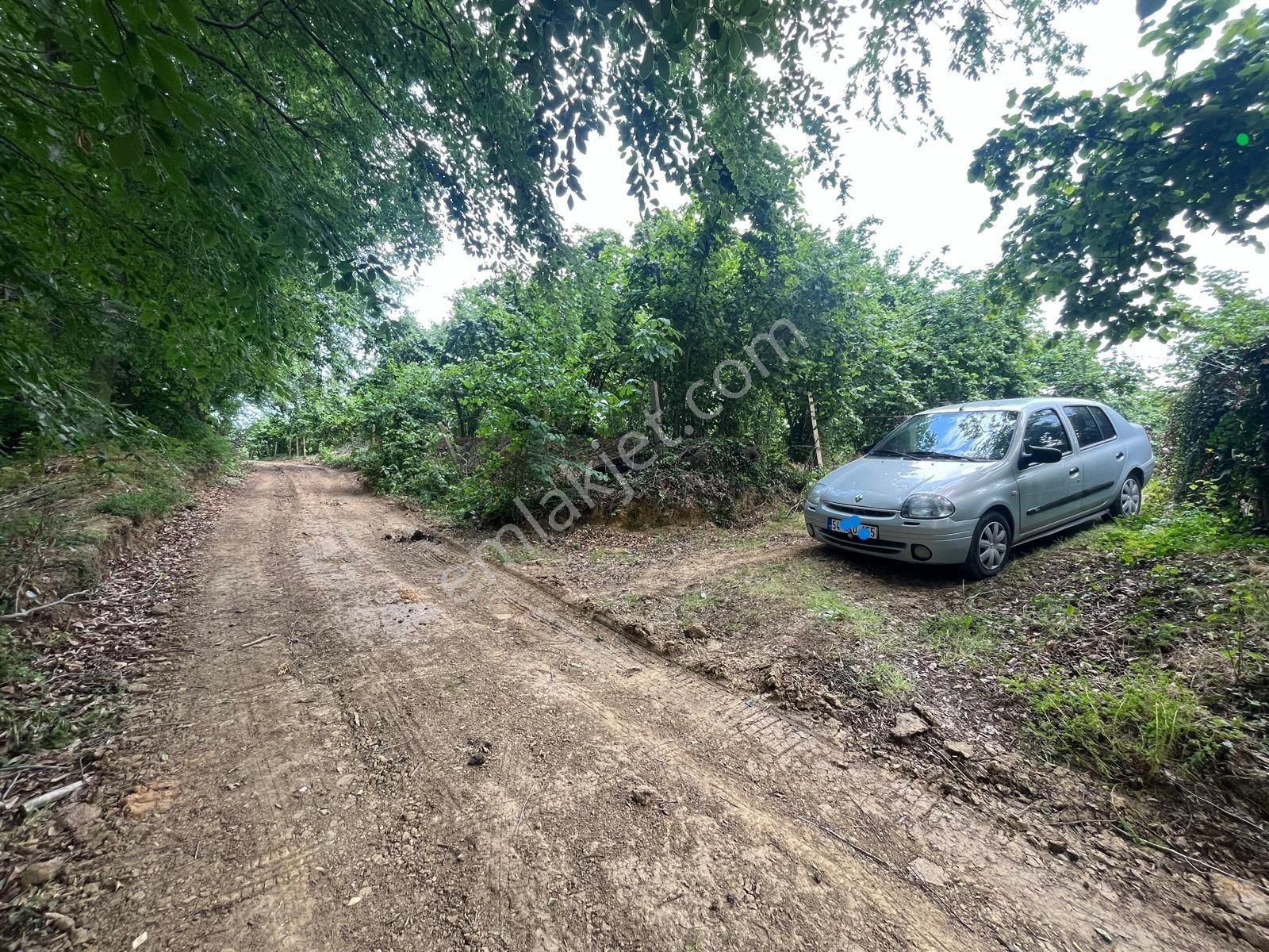 Kocaali Kozluk Mh İçerisinde 21.260 M2 Muhteşem Verimli Bahçe - Görsel 4
