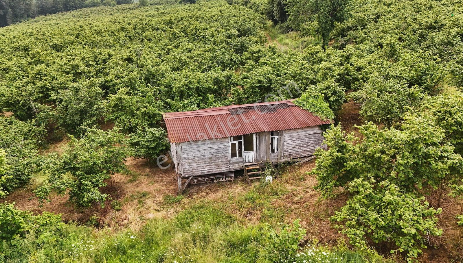 Kocaali Kozluk Mh İçerisinde 21.260 M2 Muhteşem Verimli Bahçe - Görsel 13