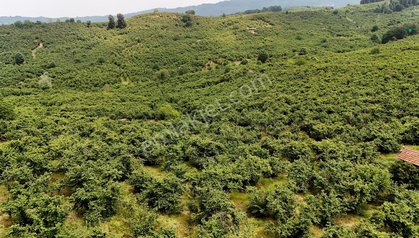Kocaali Kozluk Mh İçerisinde 21.260 M2 Muhteşem Verimli Bahçe - Görsel 12