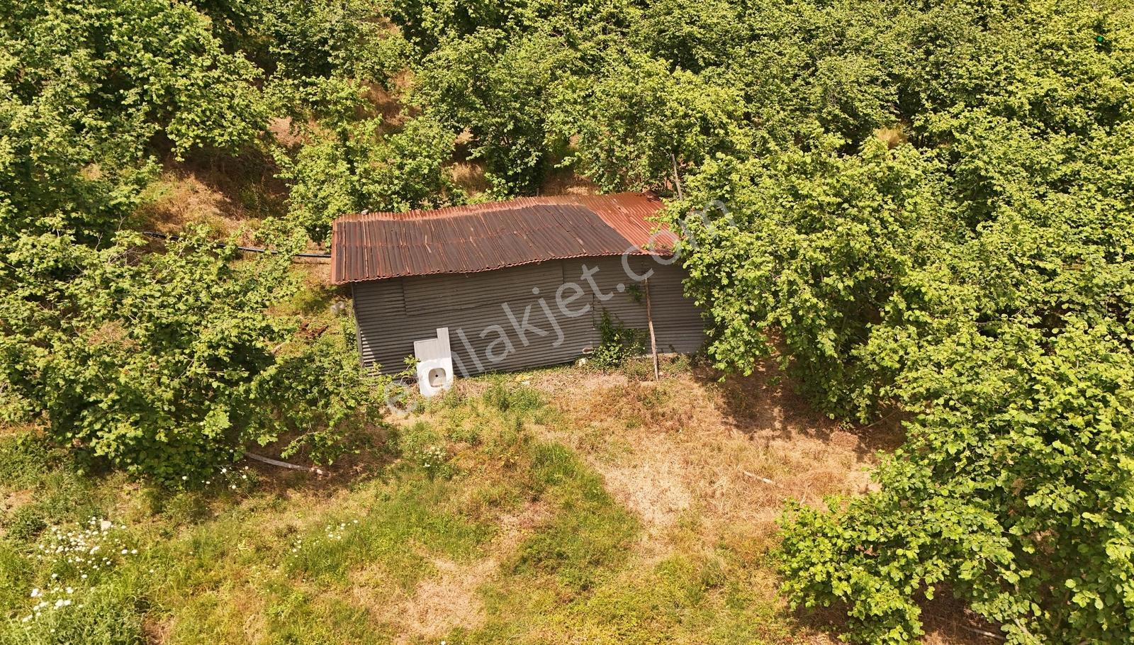 Kocaali Kozluk Mh İçerisinde 21.260 M2 Muhteşem Verimli Bahçe - Görsel 7