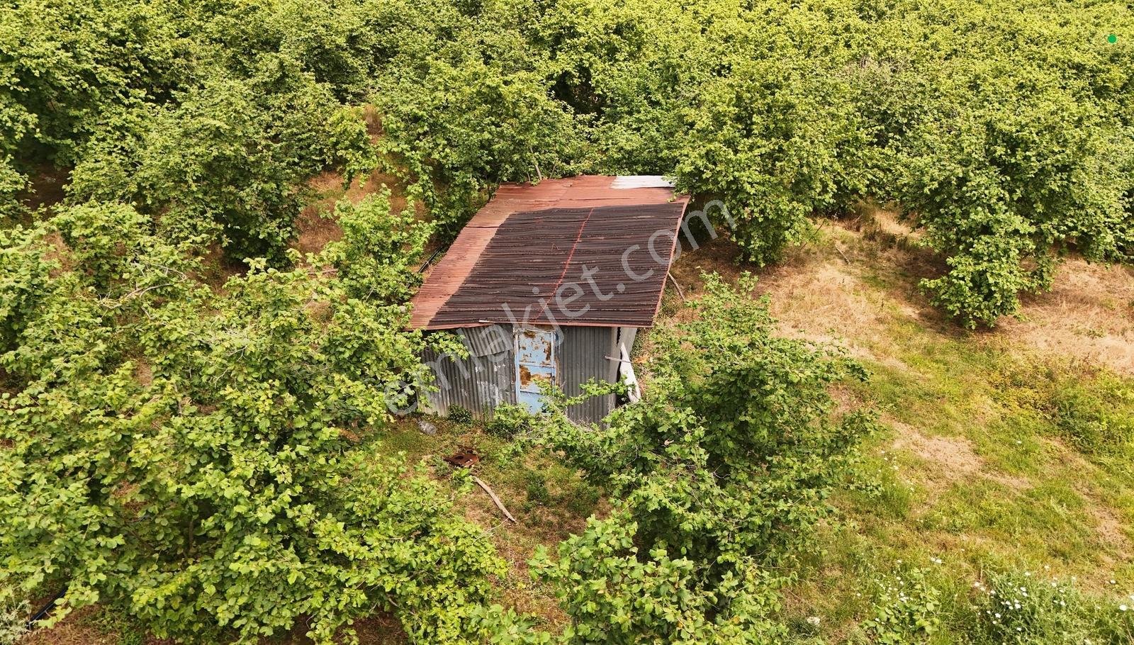 Kocaali Kozluk Mh İçerisinde 21.260 M2 Muhteşem Verimli Bahçe - Görsel 8