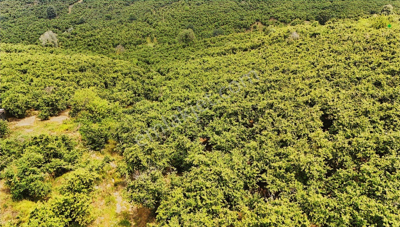 Kocaali Kozluk Mh İçerisinde 21.260 M2 Muhteşem Verimli Bahçe - Görsel 20