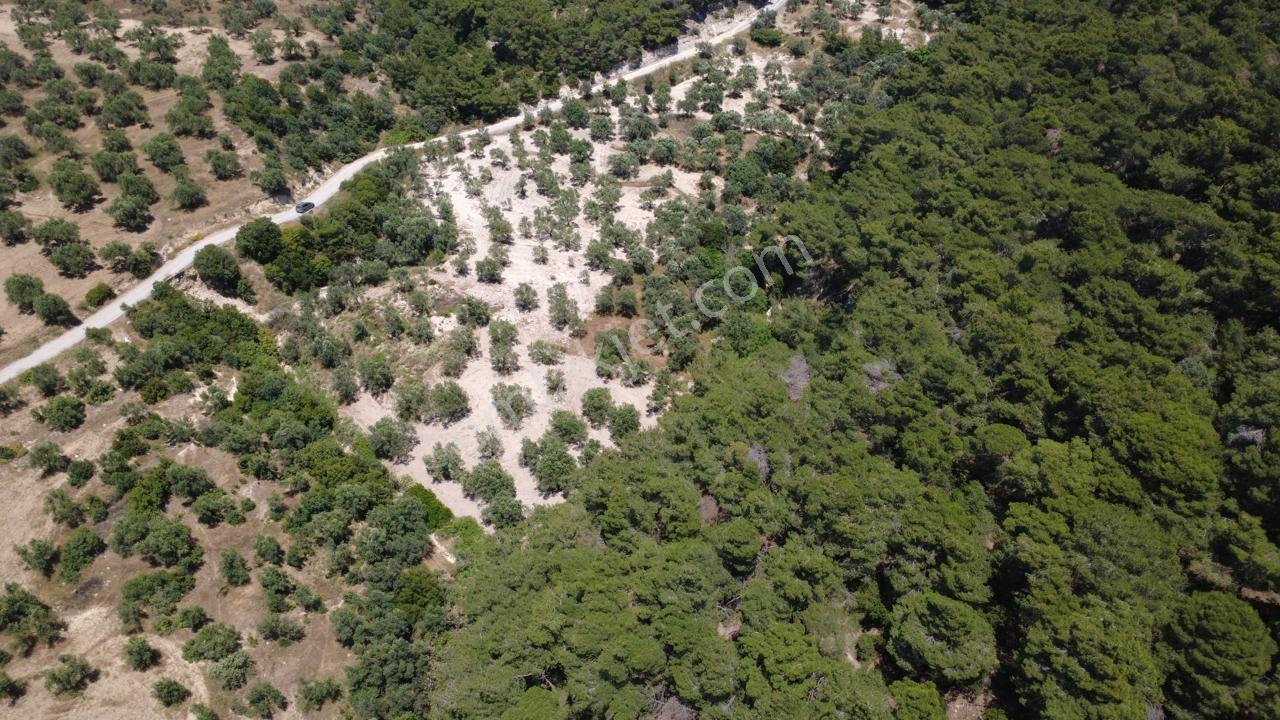 Aşağışakranda 2130m2 Tek Tapu Yolu Olan Satılık Zeytinlik - Görsel 32