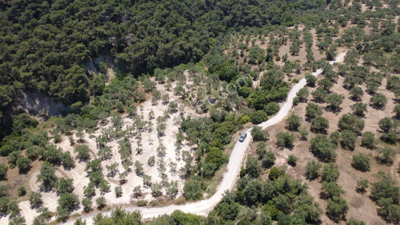 Aşağışakranda 2130m2 Tek Tapu Yolu Olan Satılık Zeytinlik - Görsel 11
