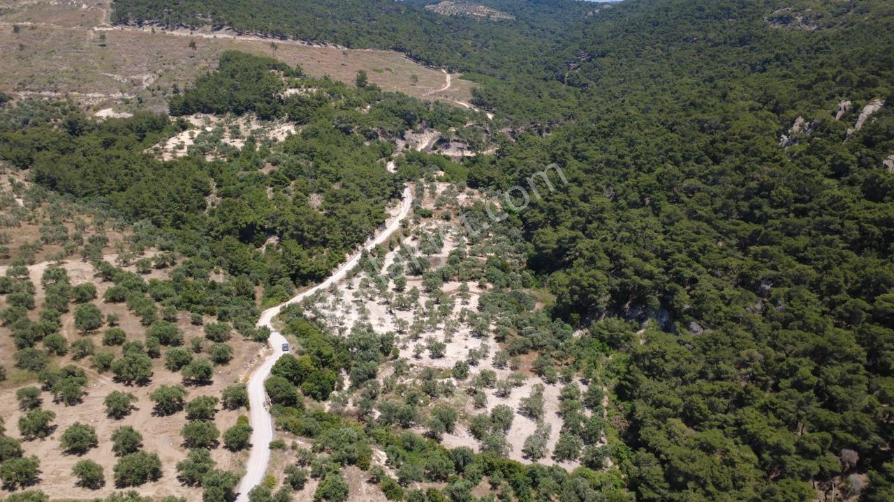 Aşağışakranda 2130m2 Tek Tapu Yolu Olan Satılık Zeytinlik - Görsel 30