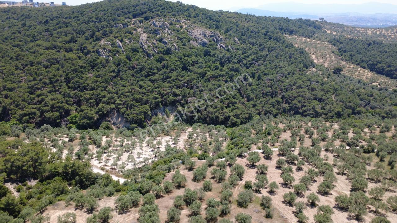 Aşağışakranda 2130m2 Tek Tapu Yolu Olan Satılık Zeytinlik - Görsel 26