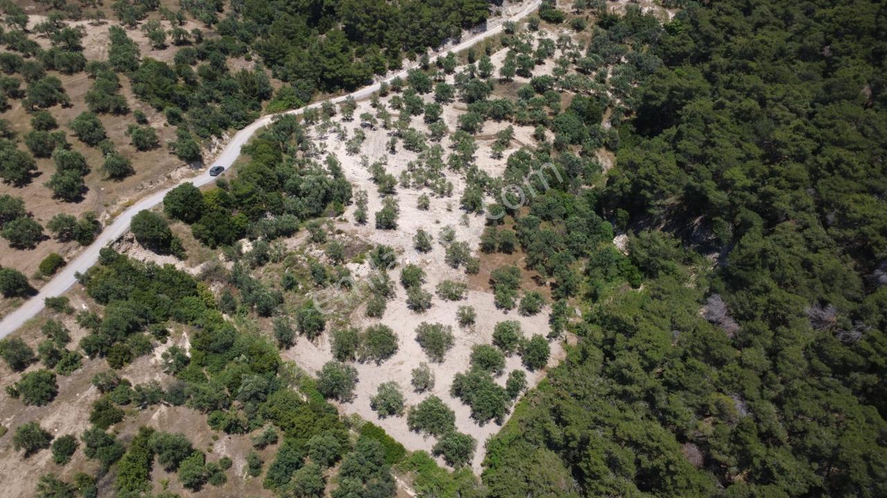 Aşağışakranda 2130m2 Tek Tapu Yolu Olan Satılık Zeytinlik - Görsel 5