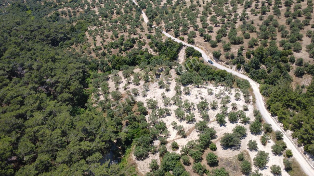 Aşağışakranda 2130m2 Tek Tapu Yolu Olan Satılık Zeytinlik - Görsel 15
