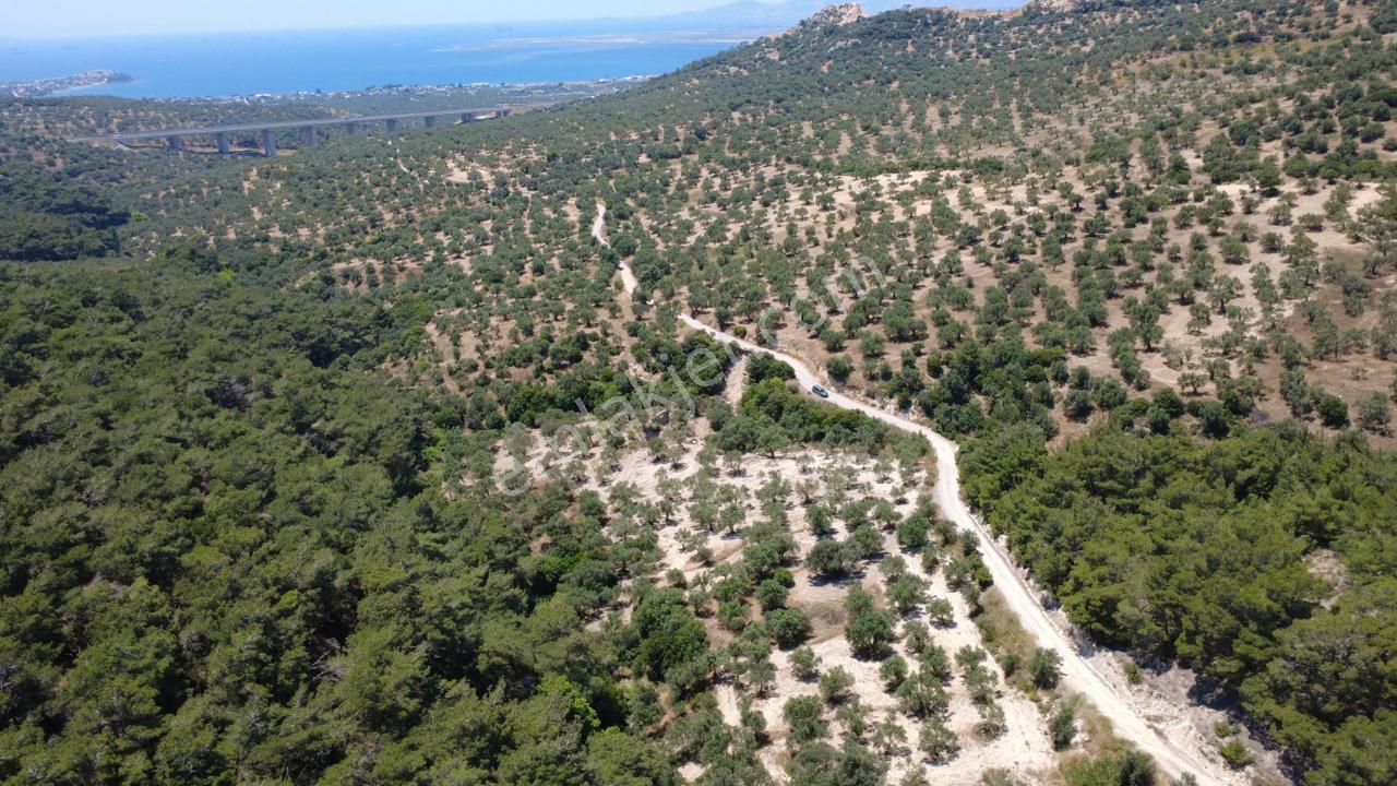 Aşağışakranda 2130m2 Tek Tapu Yolu Olan Satılık Zeytinlik - Görsel 20