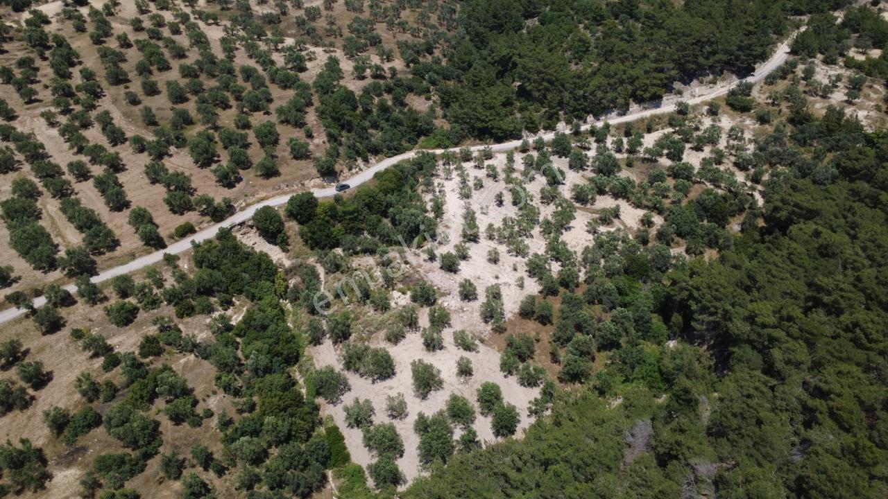 Aşağışakranda 2130m2 Tek Tapu Yolu Olan Satılık Zeytinlik - Görsel 33