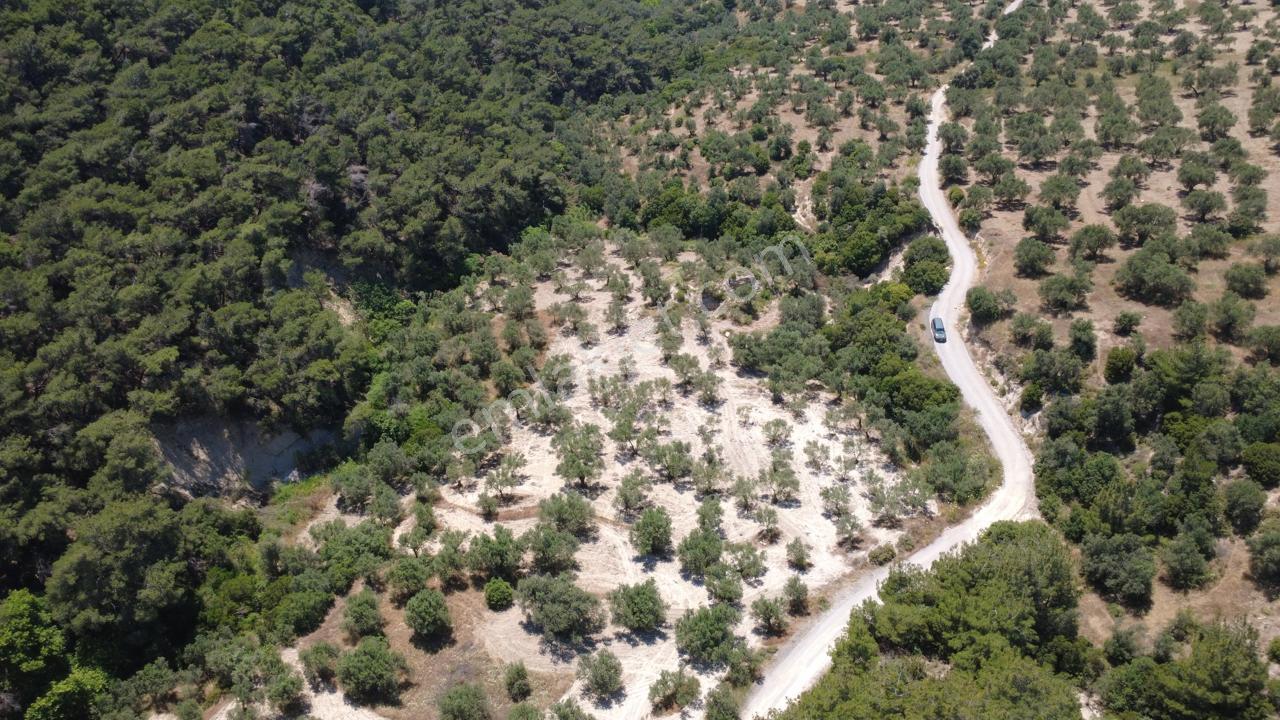Aşağışakranda 2130m2 Tek Tapu Yolu Olan Satılık Zeytinlik - Görsel 13